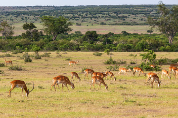 Naklejka na ściany i meble Impala antelope on the savannah