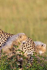 Curious Cheetah cubs with long fur