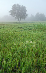Foggy summer landscape with grasses, Queen Anne's lace, and isolated tree at sunrise, Al Sabo meadow, Michigan, USA