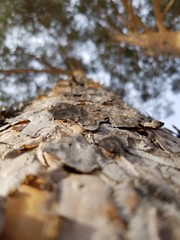 Bark on a tree trunk