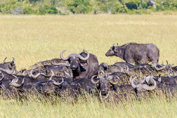 Savanna landscape with resting  African Buffalos
