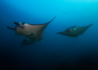 Manta ray swim into clear blue water