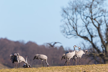 Cranes on a field in spring