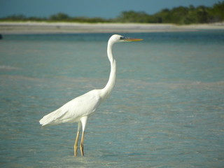 Obraz premium Garza blanca parada en la playa en Holbox, Mexico