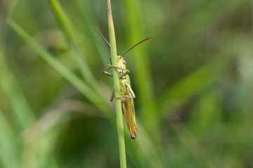 macro Petite sauterelle verte sur sa branche
