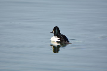 Common Golden Eye duck