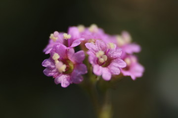 rice grain size pink flowers macro photo