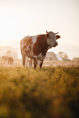 Close up of cow in the field at sunset.