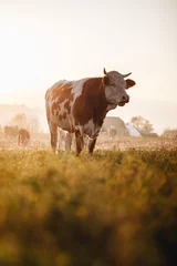Fototapeten Kuh Close up of cow in the field at sunset.  © szaboerwin