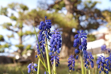 grape hyacinth blue flowers bloom