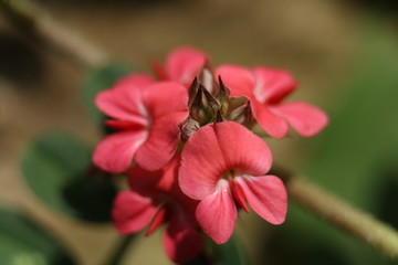 rice grain size pink flower macro photo