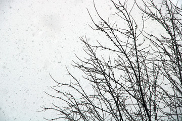 Tree Branches against white and snowy sky