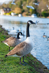 Canada goose in natural environment .
