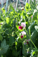Peas bloom in my garden
