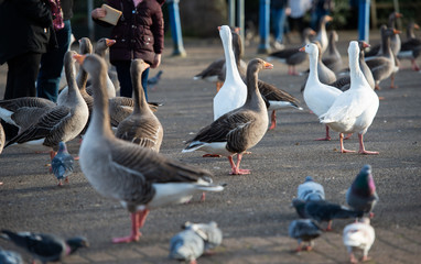 Duck and goose on the drive path 