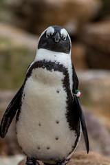 African Penguin (Spheniscus demersus) closeup full body vertical