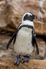 Naklejka premium African Penguin (Spheniscus demersus) closeup full body vertical