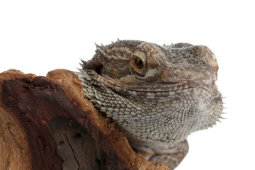Bearded lizard (Pogona barbata) and tree branch isolated on white, closeup. Exotic pet