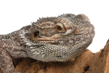 Bearded lizard (Pogona barbata) and tree branch isolated on white, closeup. Exotic pet