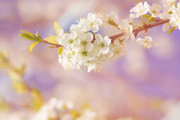 blossoming of cherry flowers in spring time with green leaves, natural floral seasonal creamy background - very shallow depth of field