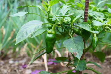 Growing peppers in the field