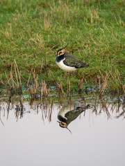 Lapwing (Vanellus vanellus)  on a Field with Reflection