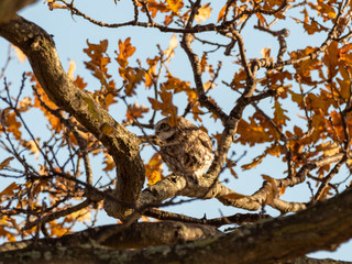 Little Owl ( Athene noctua ) hiding in a tree
