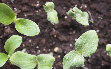 Sprouts of pumpkin seeds in spring. Green sprouts from the soil.