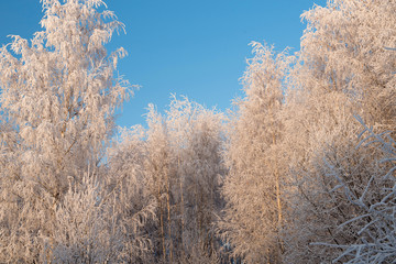Winter landscape with snowy trees and blue sky