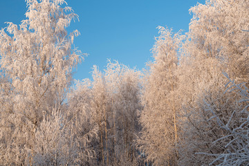 Obraz na płótnie Canvas Winter landscape with snowy trees and blue sky