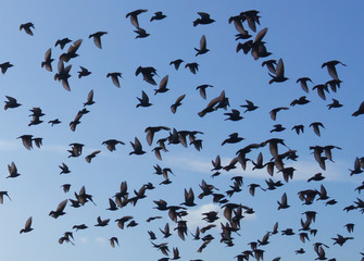 group of many birds against blue sky