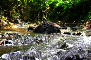 stream in the forest