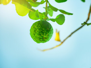 Bergamot on tree viewed from alow angle