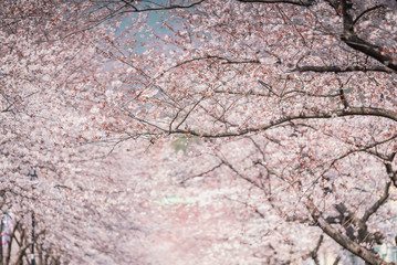 Beautiful natural background of Japanese spring and blooming sakura trees.