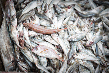 Sardines fish container, Essaouira, Morocco 