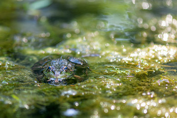 Macro photo Nature amphibian lake frog sitting on the water, in the focus of the eye.