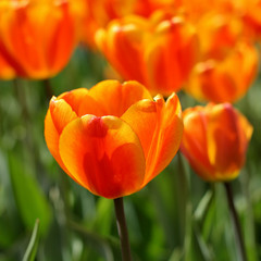 Yellow red tulip flowers on a sunny day