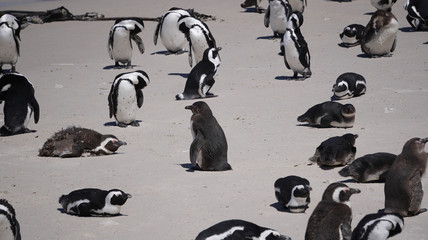 South African penguin colony in Boulders beach near Cape Town south Africa