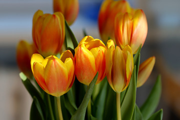 Yellow red tulip flowers on a sunny day