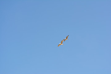 Two Seagulls in Flight