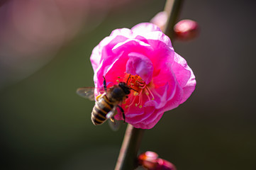 早春の梅の花と蜜蜂