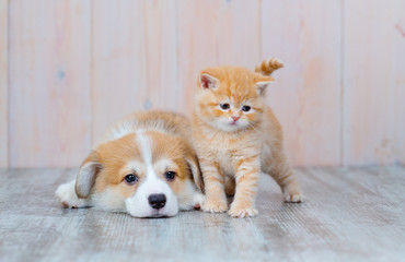 Corgi puppy and British kitten are sitting on the floor of the house and looking at the camera