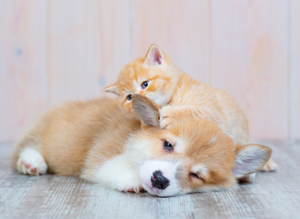 Fototapeta na wymiar A red-haired corgi puppy and a red-haired tabby kitten of British breed are lying nearby on the floor at home. The kitten plays with the paw with the puppy’s ear, as if whispering something in his ear