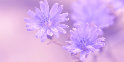 Purple flowers close-up, banner. Delicate floral spring border. Selective focus.