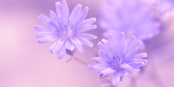 Purple flowers close-up, banner. Delicate floral spring border. Selective focus. © Yulia