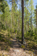 Forest landscape at summer day in Finland