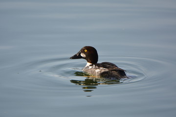 Common Golden Eye duck