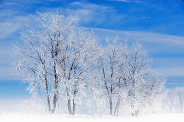 Winter hoarfrost on trees at sunrise in a rural landscape, Michigan, USA