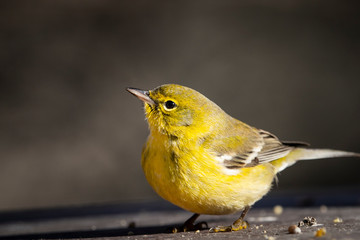 Pine Warbler at a bird feeder during winter.