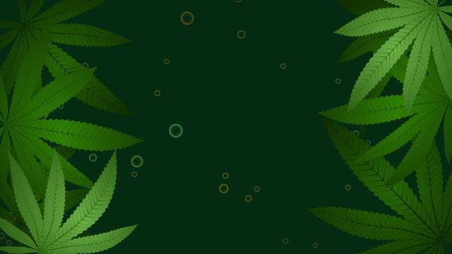 The animated background of swaying cannabis leaves and drops of CBD oil and looping in 30 second.